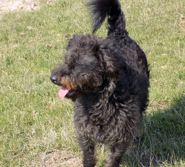 Malý Černý Ovčácký Pes Pastvině — Stock fotografie