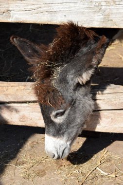 Yemek yiyen bir eşeğin portresi