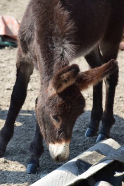 Yemek yiyen bir eşeğin portresi