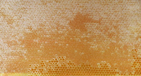 蜂蜜を背景にしたハニカム — ストック写真
