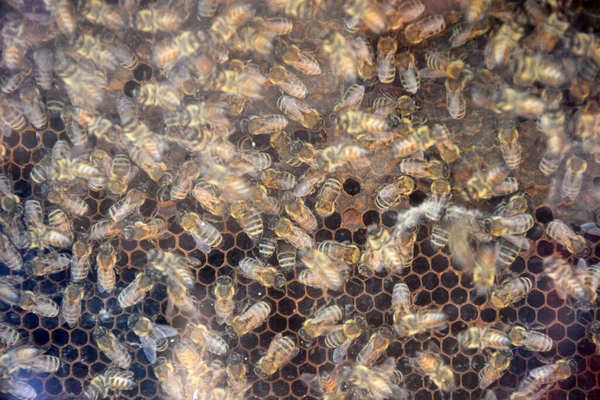 Pszczoły Plastrze Miodu — Zdjęcie stockowe