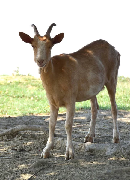 Portret Uroczej Brązowej Kozy — Zdjęcie stockowe