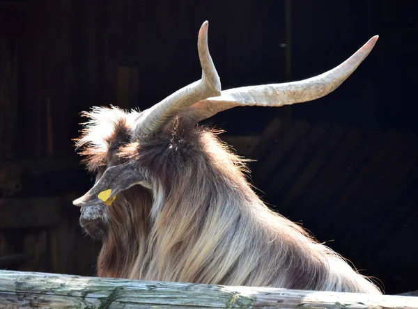Hairy Goat Adorable Horns — Stock Photo, Image