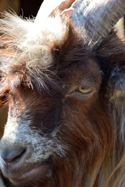 Retrato Cabra Macho Adorable —  Fotos de Stock