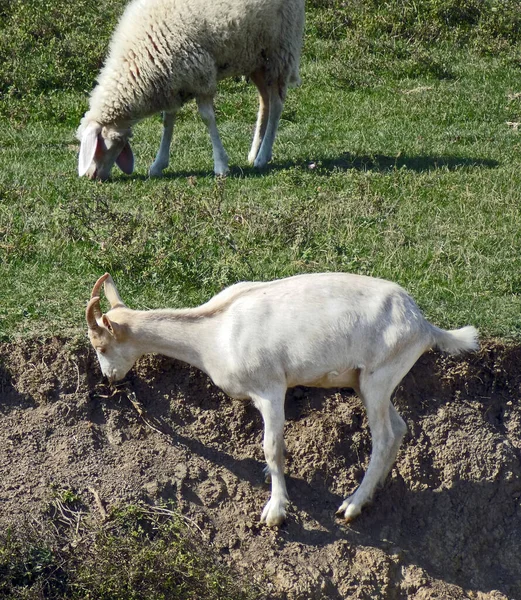 Little Young Goat Grazing Next Lamb — Stock Photo, Image