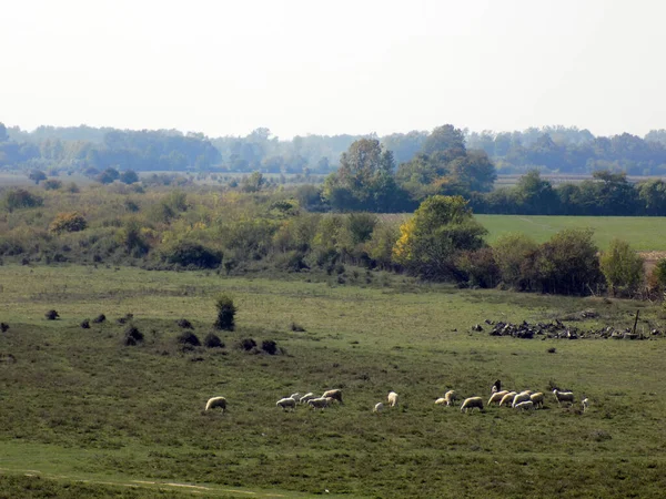 Una Manada Cabras Pastando Prado — Foto de Stock