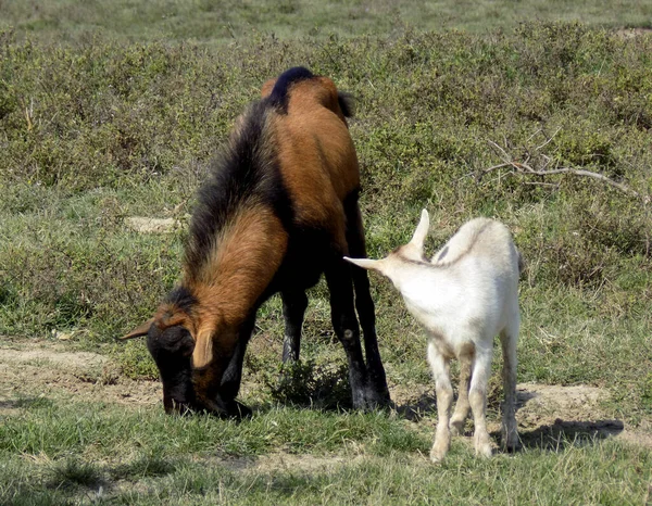 Μεγάλος Καστανός Αρσενικός Τράγος Και Ένα Λευκό Κατσικάκι — Φωτογραφία Αρχείου