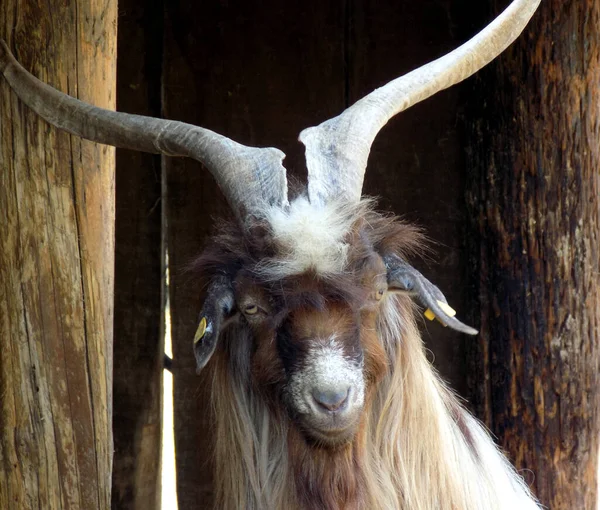 Adorable Cabra Con Cuernos Establo Madera —  Fotos de Stock