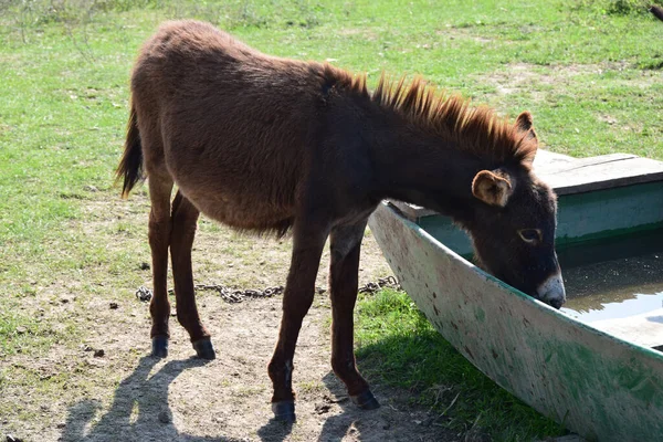 Young donkey drink water from old boat