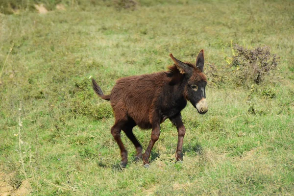 Young Donkey Running Meadow — Stock Photo, Image