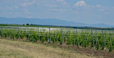 Üzüm bağından bir sahne