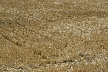 Buğdayın hasat edildiği tarla