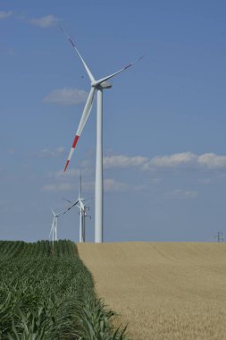 Mısır (solda) ve buğday (sağda) tarlaları arasında rüzgar tarlası