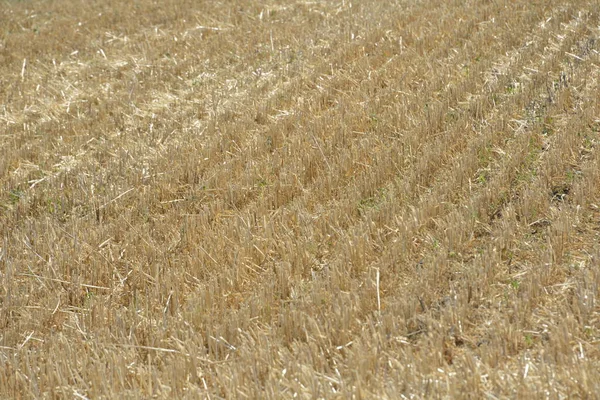Field Which Wheat Harvested — Stock Photo, Image