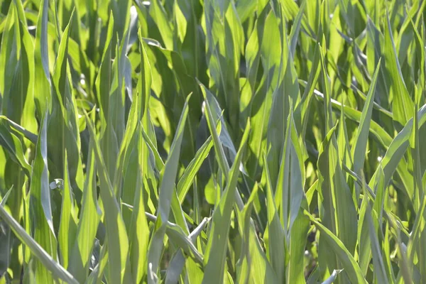 Junge Maisblätter Auf Einem Feld — Stockfoto