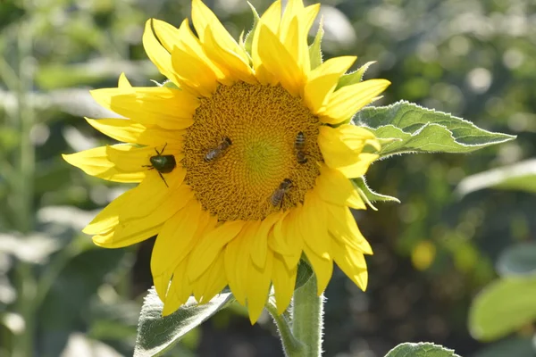 Beetles Bees Sunflower — Stock Photo, Image