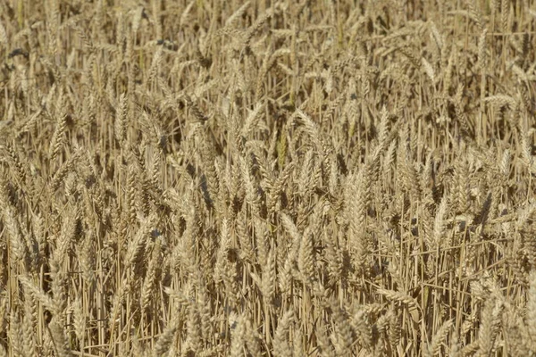 Поле Спелой Пшеницы — стоковое фото