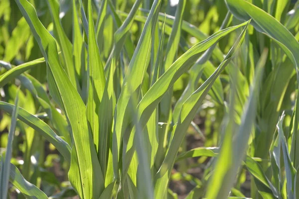 Junge Maisblätter Auf Einem Feld — Stockfoto