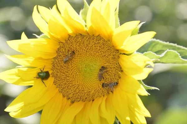 Sunflower Field Sumer — Stock Photo, Image