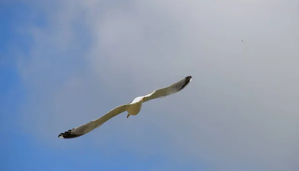 Seagull Flying High Sky — Stock Photo, Image