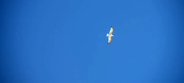 Satu Burung Camar Langit Yang Cerah — Stok Foto