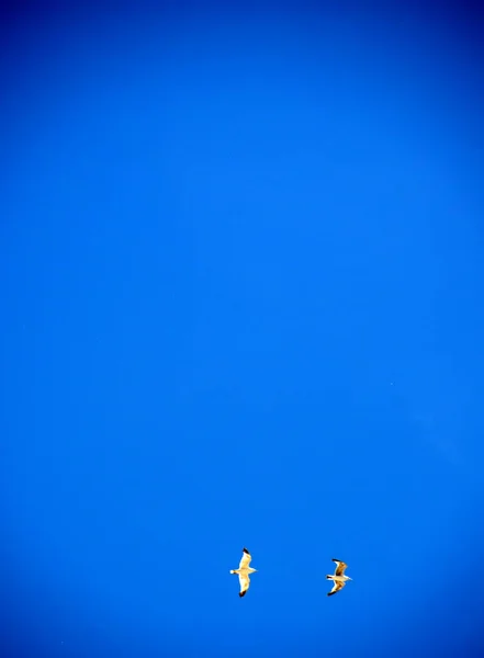 Δύο Γλάροι Στον Καθαρό Ουρανό — Φωτογραφία Αρχείου