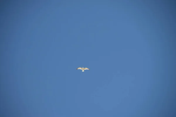 Satu Burung Camar Langit Yang Cerah — Stok Foto