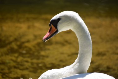 Arka planda gölün yeşil bir yüzeyi olan kuğu portresi