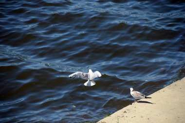 Rıhtımdaki martılar