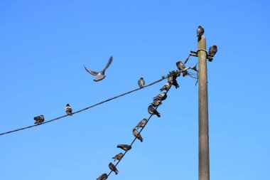 Elektrik kablosunda ve tahta direkte güvercin sürüsü. Aşağıdan görüntüle
