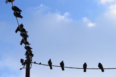 Elektrik kablosunda ve tahta direkte güvercin sürüsü. Aşağıdan görüntüle