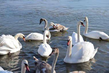 Nehirdeki kuğu sürüsü