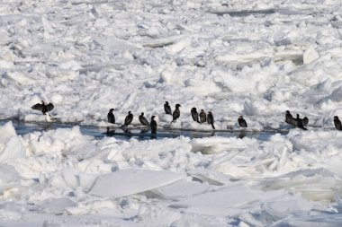 Donmuş nehirdeki karabataklar