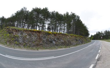 Yolun yukarısındaki yamaçta kozalaklı orman.