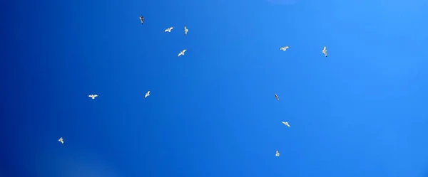 Flock Seagulls Clear Sky — Stock Photo, Image