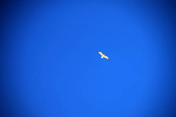一只海鸥在晴朗的天空中 — 图库照片