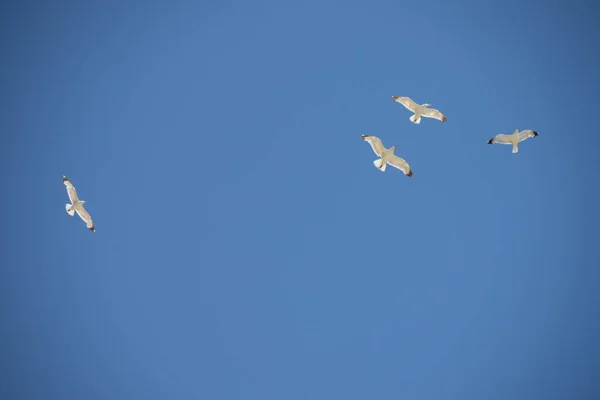 澄んだ空に4羽のカモメが — ストック写真