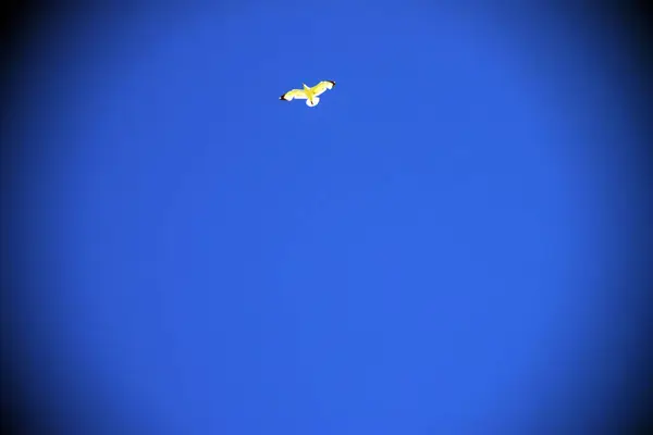 澄んだ空に一羽のカモメが — ストック写真