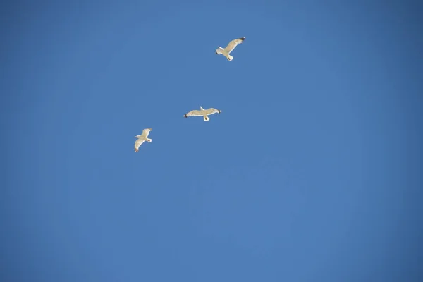 Three Seagulls Clear Sky — Stock Photo, Image