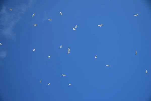 Sekumpulan Burung Camar Langit Yang Cerah — Stok Foto