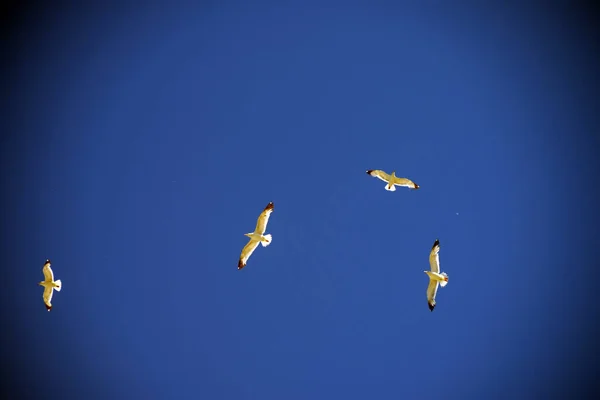 Τέσσερις Γλάροι Στον Καθαρό Ουρανό — Φωτογραφία Αρχείου
