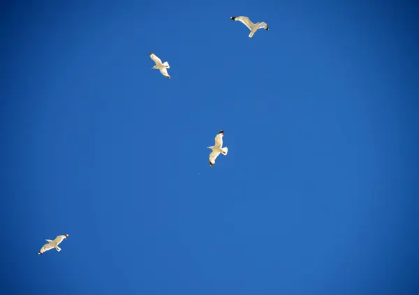 Four Seagulls Clear Sky — Stock Photo, Image