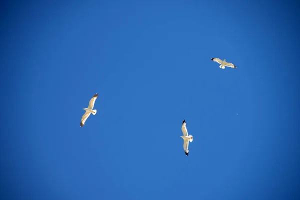Tiga Burung Camar Langit Yang Cerah — Stok Foto