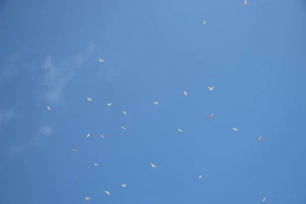 澄んだ空にカモメの群れ — ストック写真