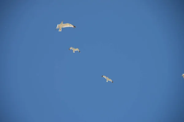 澄んだ空に3羽のカモメが — ストック写真