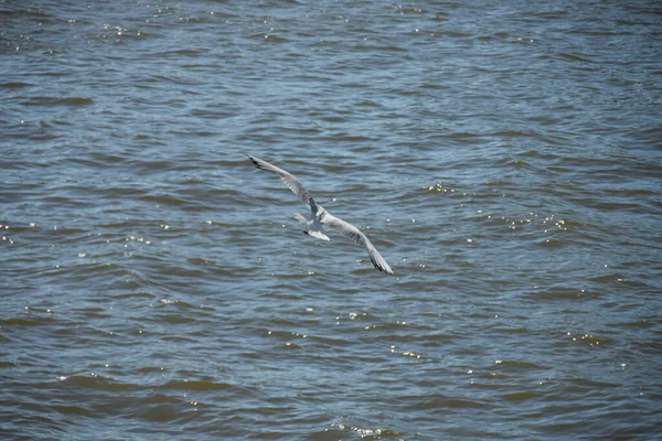 Μοναχικός Γλάρος Πετάει Πάνω Από Την Επιφάνεια Του Νερού — Φωτογραφία Αρχείου