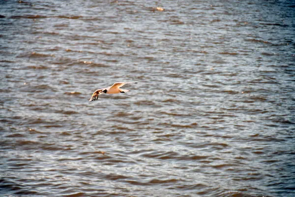 Pescărușul Singuratic Zboară Peste Suprafața Apei — Fotografie, imagine de stoc