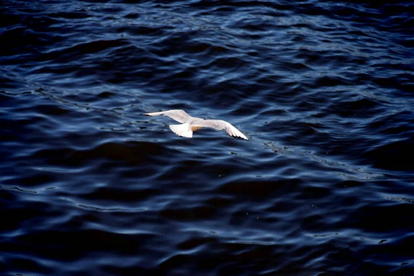 Yalnız Martı Yüzeyinde Uçar — Stok fotoğraf
