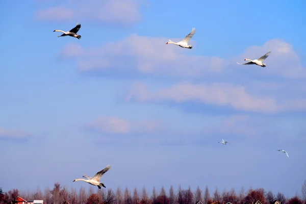 Geese Flying Treetops Image Clouds Background — Stock Photo, Image