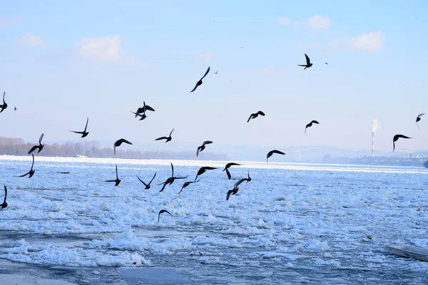 Yüzeyinde Uçan Kuş Sürüsü — Stok fotoğraf